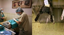 L: Fixing Ferals / R: Cats on Boards
